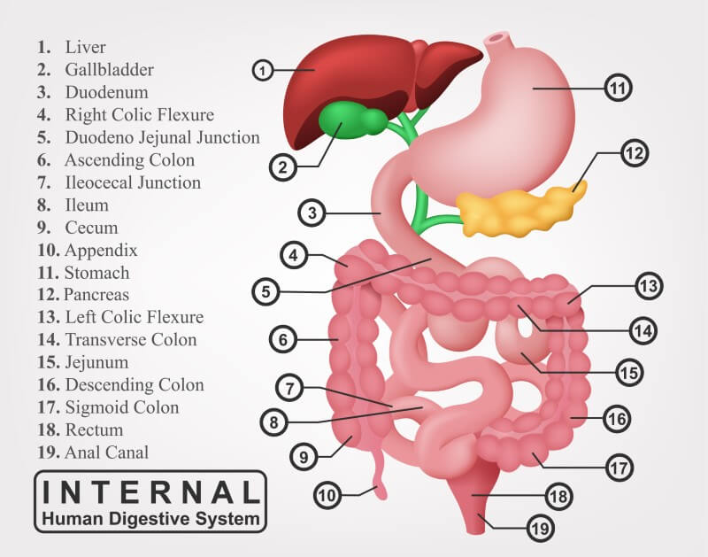 Gastroenterology