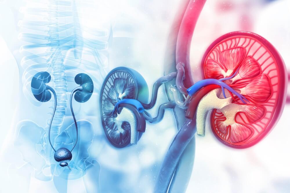 Urology and renal Services