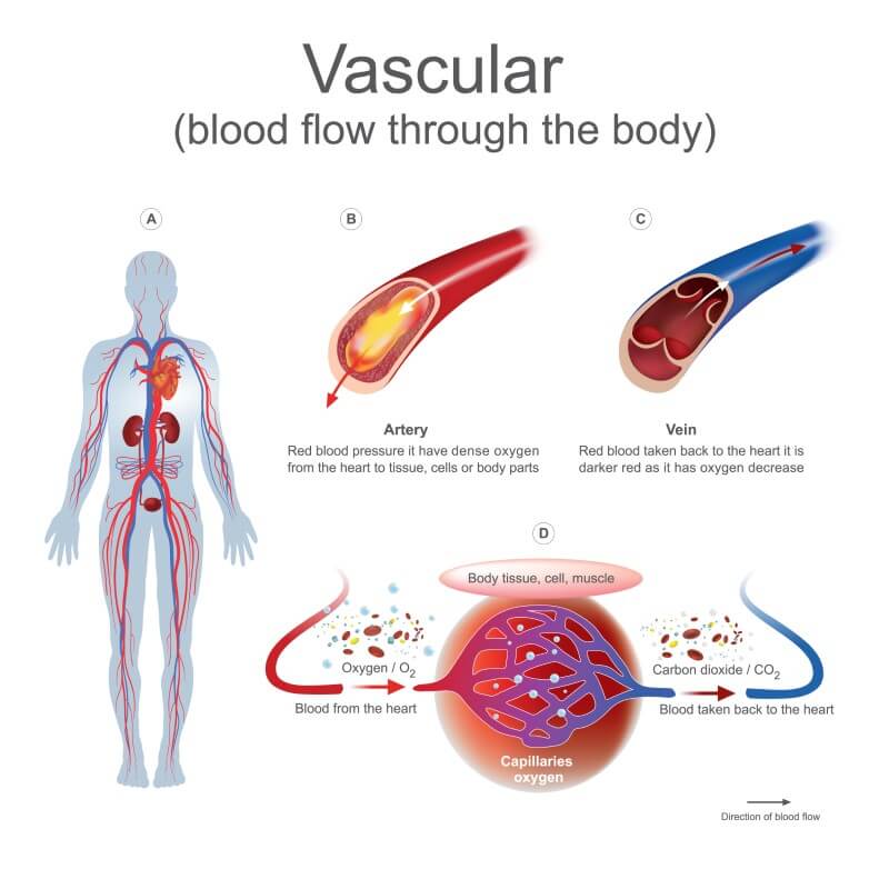 Vascular and Endovascular